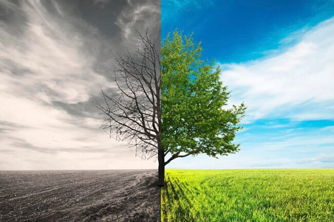 iStock_000082441813_Medium-768×482